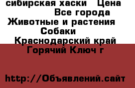 l: сибирская хаски › Цена ­ 10 000 - Все города Животные и растения » Собаки   . Краснодарский край,Горячий Ключ г.